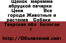 Щенок  маремма абруцкой овчарки › Цена ­ 50 000 - Все города Животные и растения » Собаки   . Тверская обл.,Бологое г.